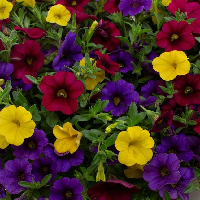 Combo Calibrachoa Petchoa Verbena Lobelia - View 12 from www redcrocus com