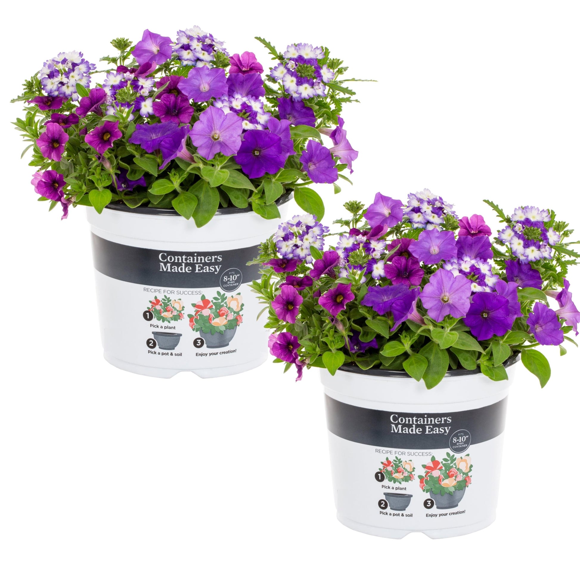Combo Calibrachoa Petchoa Verbena Lobelia - View 13 from www redcrocus com