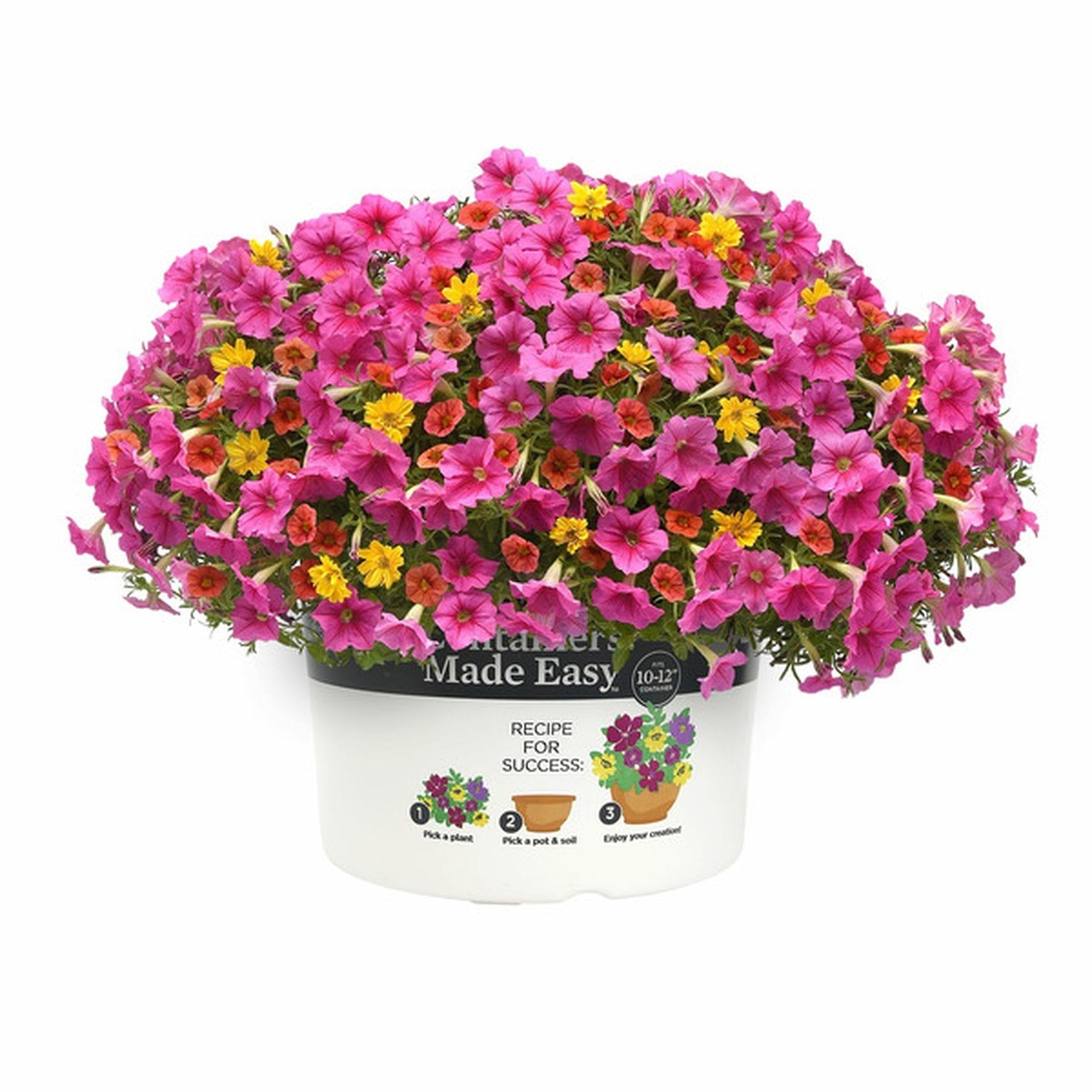 Combo Calibrachoa Petchoa Verbena Lobelia - View 15 from www redcrocus com