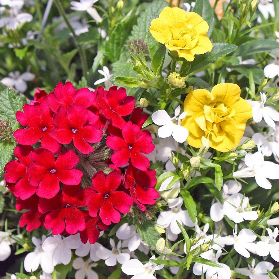Combo Calibrachoa Petchoa Verbena Lobelia - View 7 from www redcrocus com
