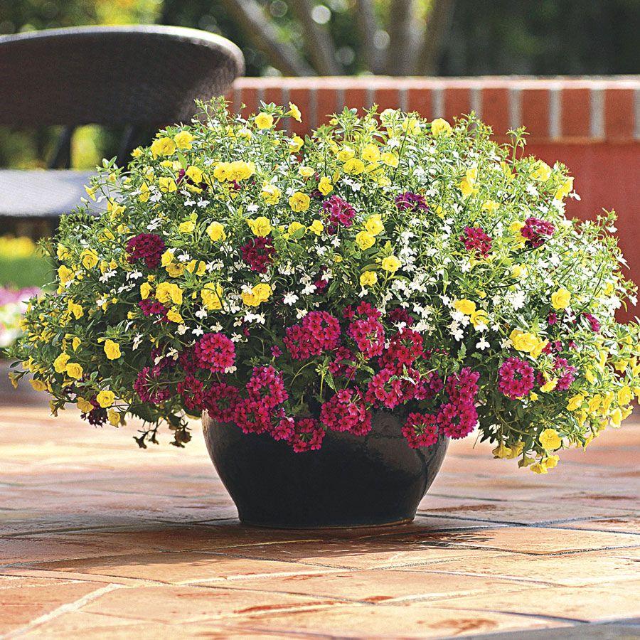 Combo Calibrachoa Petchoa Verbena Lobelia - View 8 from www redcrocus com