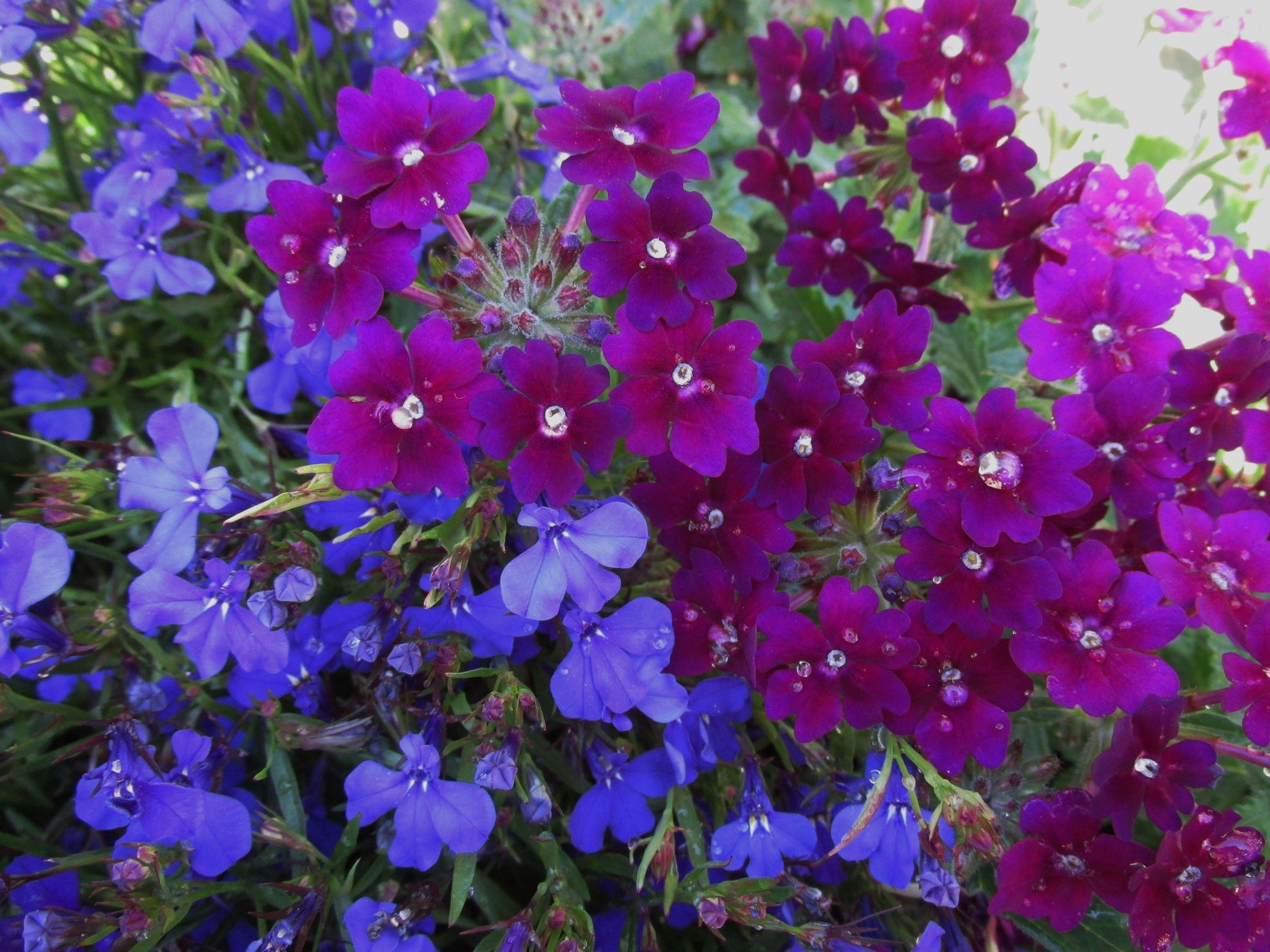 Combo Calibrachoa Petchoa Verbena Lobelia - View 9 from www redcrocus com