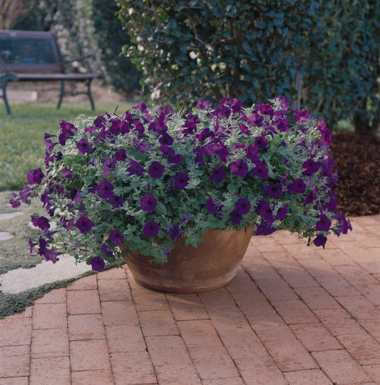 Combo Calibrachoa Cabaret White Petunia Wave Blue Verbena Vepita Dark Red - View 10 from www redcrocus com
