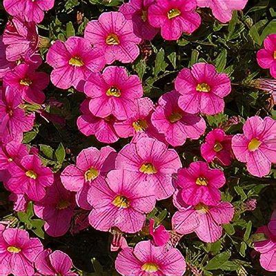 Combo Calibrachoa Cabaret Deep Blue Lobelia Techno Blue Petunia Sanguna Rose Vein - View 10 from www redcrocus com
