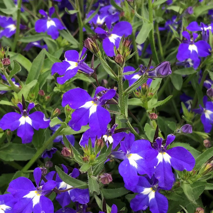 Combo Calibrachoa Cabaret Deep Blue Lobelia Techno Blue Petunia Sanguna Rose Vein - View 12 from www redcrocus com