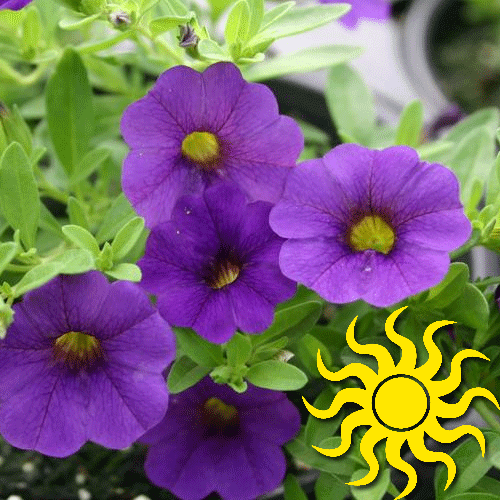 Combo Calibrachoa Cabaret Deep Blue Lobelia Techno Blue Petunia Sanguna Rose Vein - View 12 from www redcrocus com