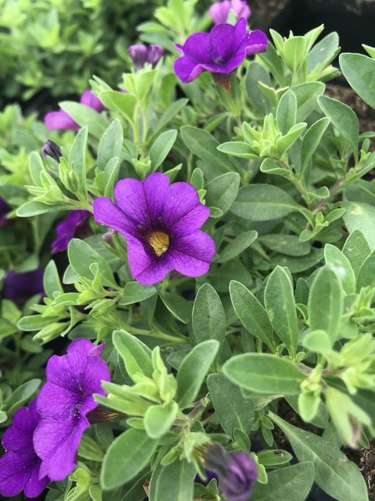 Combo Calibrachoa Cabaret Deep Blue Lobelia Techno Blue Petunia Sanguna Rose Vein - View 13 from www redcrocus com