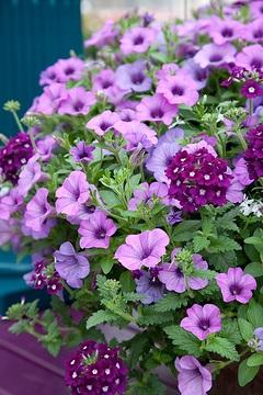 Combo Calibrachoa Cabaret Deep Blue Lobelia Techno Blue Petunia Sanguna Rose Vein - View 14 from www redcrocus com