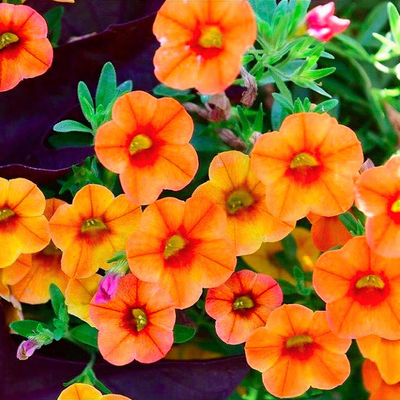 Combo Calibrachoa Cabaret Deep Blue Lobelia Techno Blue Petunia Sanguna Rose Vein - View 15 from www redcrocus com