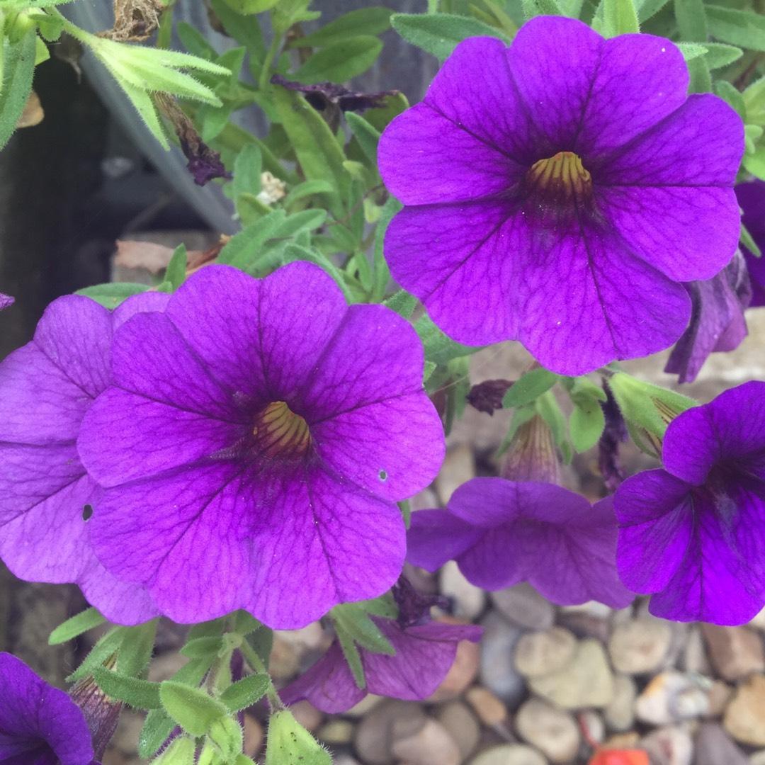 Combo Calibrachoa Cabaret Deep Blue Lobelia Techno Blue Petunia Sanguna Rose Vein - View 15 from www redcrocus com