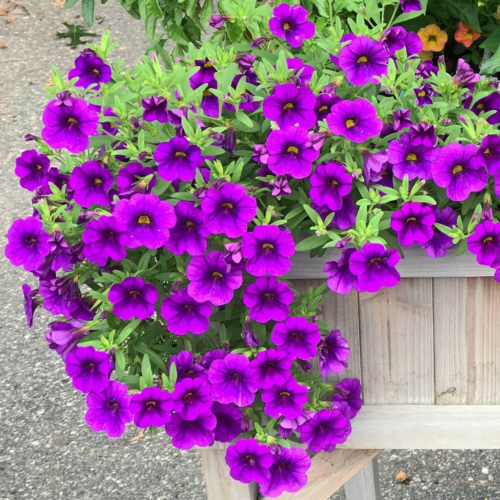 Combo Calibrachoa Cabaret Deep Blue Lobelia Techno Blue Petunia Sanguna Rose Vein - View 16 from www redcrocus com