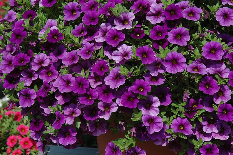 Combo Calibrachoa Cabaret Deep Blue Lobelia Techno Blue Petunia Sanguna Rose Vein - View 17 from www redcrocus com