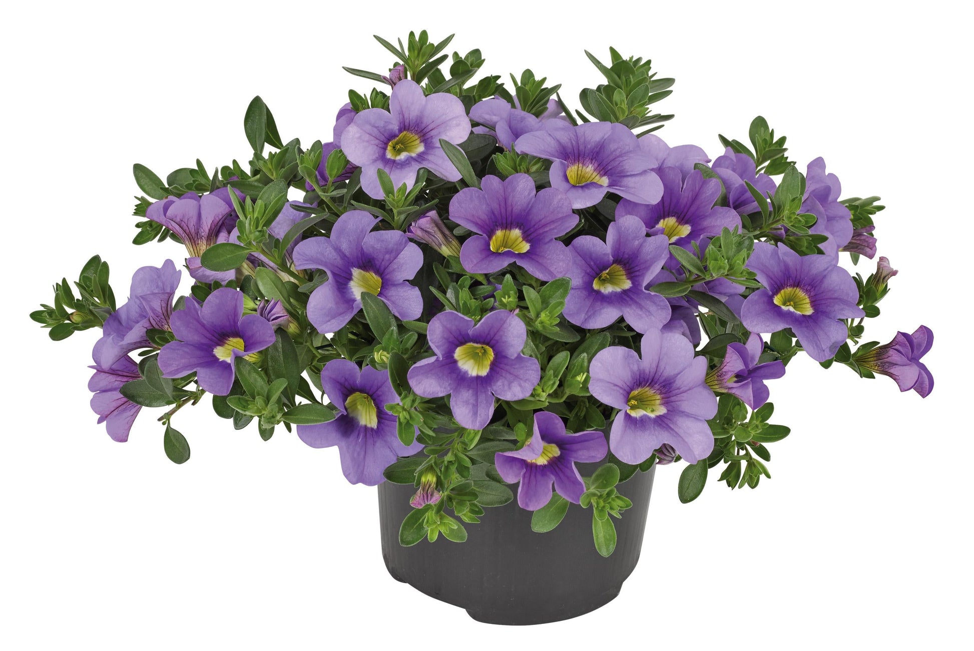Combo Calibrachoa Cabaret Deep Blue Lobelia Techno Blue Petunia Sanguna Rose Vein - View 18 from www redcrocus com