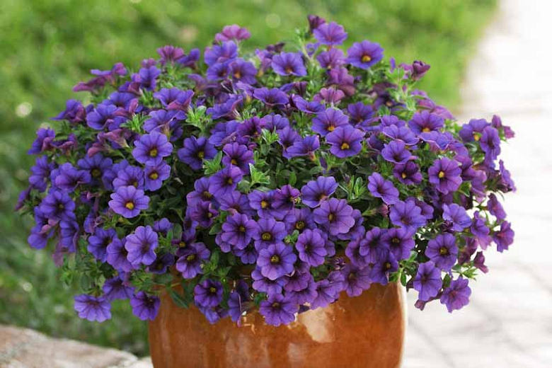 Combo Calibrachoa Cabaret Deep Blue Lobelia Techno Blue Petunia Sanguna Rose Vein - View 1 from www redcrocus com
