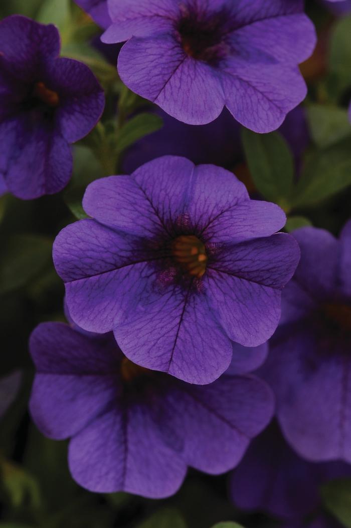 Combo Calibrachoa Cabaret Deep Blue Lobelia Techno Blue Petunia Sanguna Rose Vein - View 1 from www redcrocus com