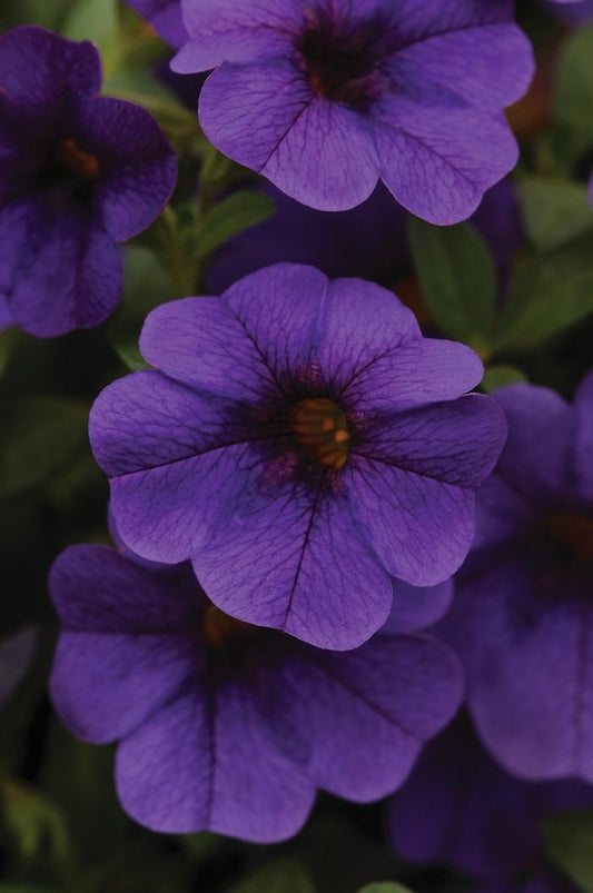 Combo Calibrachoa Cabaret Deep Blue Lobelia Techno Blue Petunia Sanguna Rose Vein - View 1 from www redcrocus com