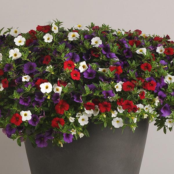 Combo Calibrachoa Cabaret Deep Blue Lobelia Techno Blue Petunia Sanguna Rose Vein - View 2 from www redcrocus com