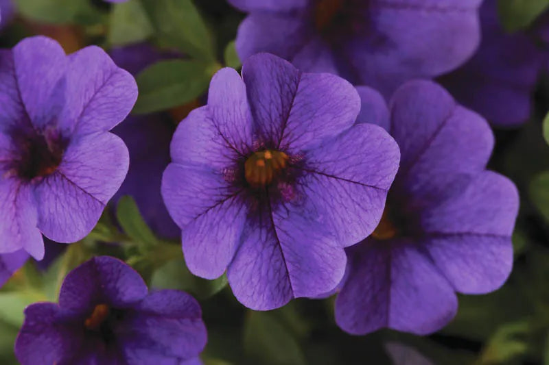 Combo Calibrachoa Cabaret Deep Blue Lobelia Techno Blue Petunia Sanguna Rose Vein - View 2 from www redcrocus com