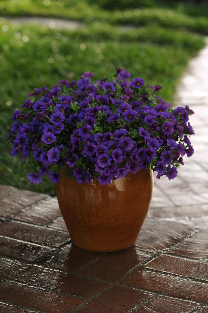 Combo Calibrachoa Cabaret Deep Blue Lobelia Techno Blue Petunia Sanguna Rose Vein - View 3 from www redcrocus com