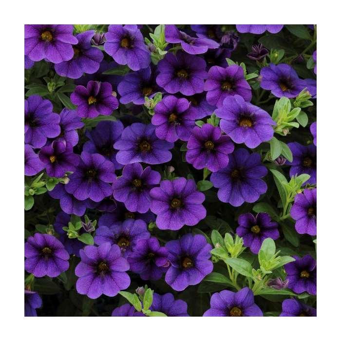 Combo Calibrachoa Cabaret Deep Blue Lobelia Techno Blue Petunia Sanguna Rose Vein - View 4 from www redcrocus com