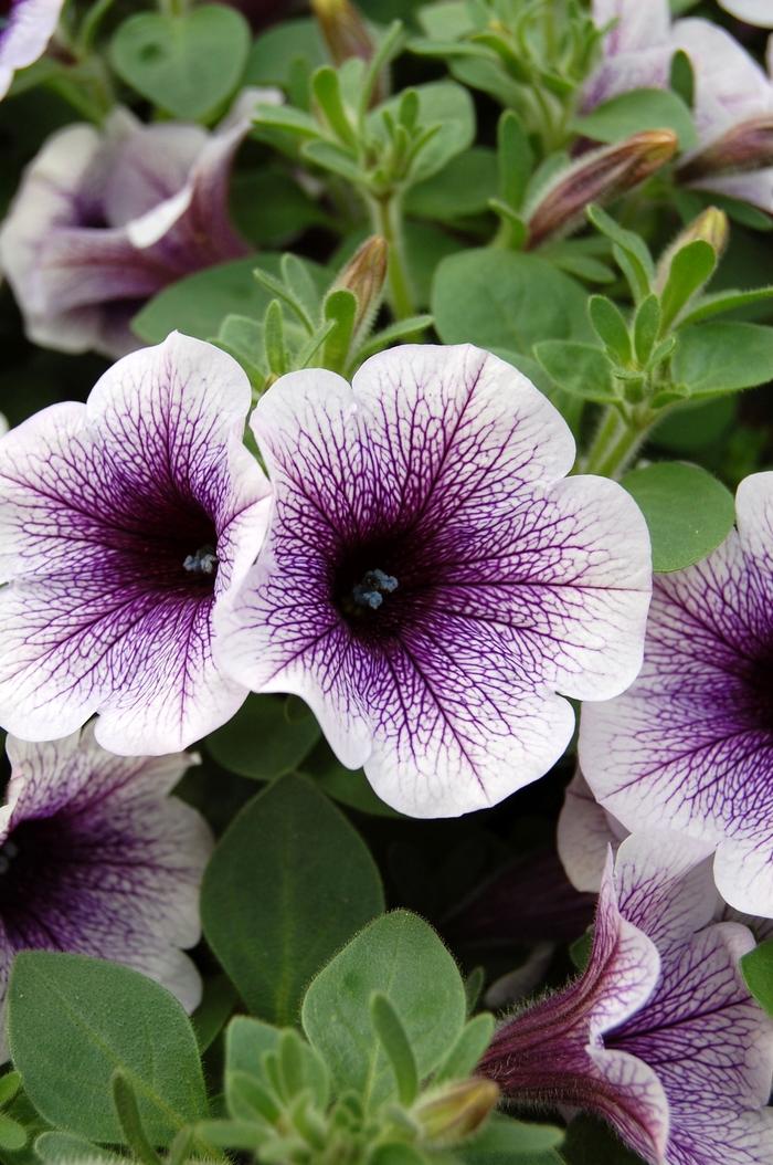 Combo Calibrachoa Cabaret Deep Blue Lobelia Techno Blue Petunia Sanguna Rose Vein - View 5 from www redcrocus com