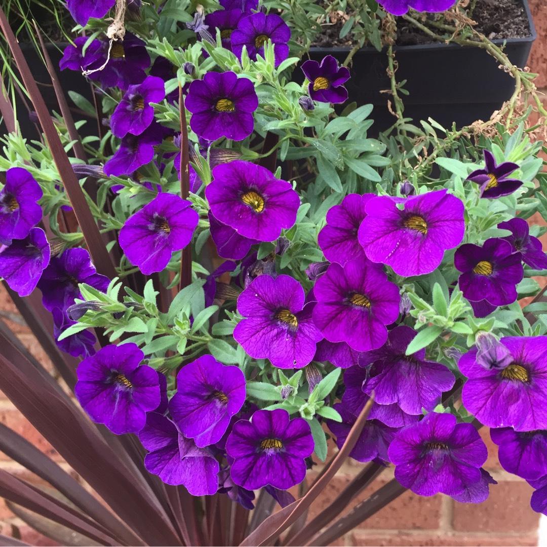Combo Calibrachoa Cabaret Deep Blue Lobelia Techno Blue Petunia Sanguna Rose Vein - View 6 from www redcrocus com