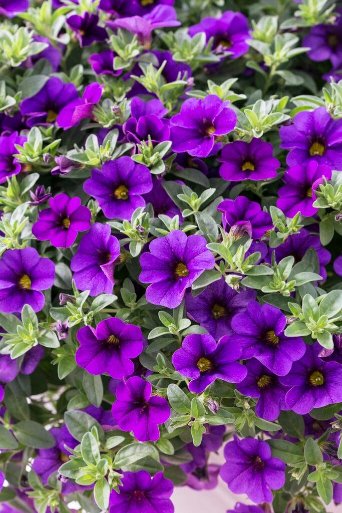 Combo Calibrachoa Cabaret Deep Blue Lobelia Techno Blue Petunia Sanguna Rose Vein - View 7 from www redcrocus com
