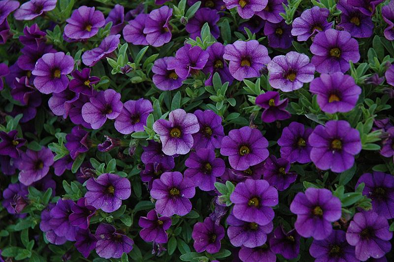 Combo Calibrachoa Cabaret Deep Blue Lobelia Techno Blue Petunia Sanguna Rose Vein - View 8 from www redcrocus com