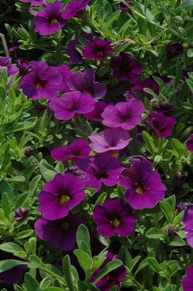 Combo Calibrachoa Cabaret Deep Blue Lobelia Techno Blue Petunia Sanguna Rose Vein - View 9 from www redcrocus com