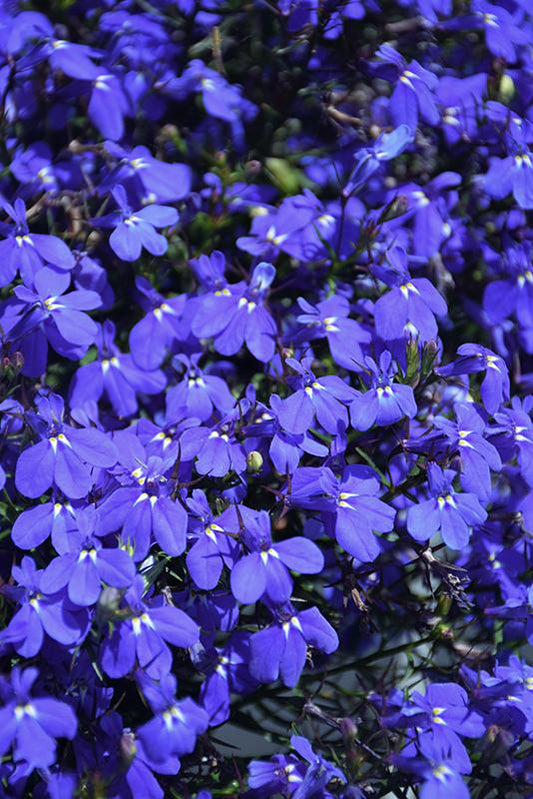 Combo Lobelia Techno Blue Lobelia Techno Heat White - View 1 from www redcrocus com