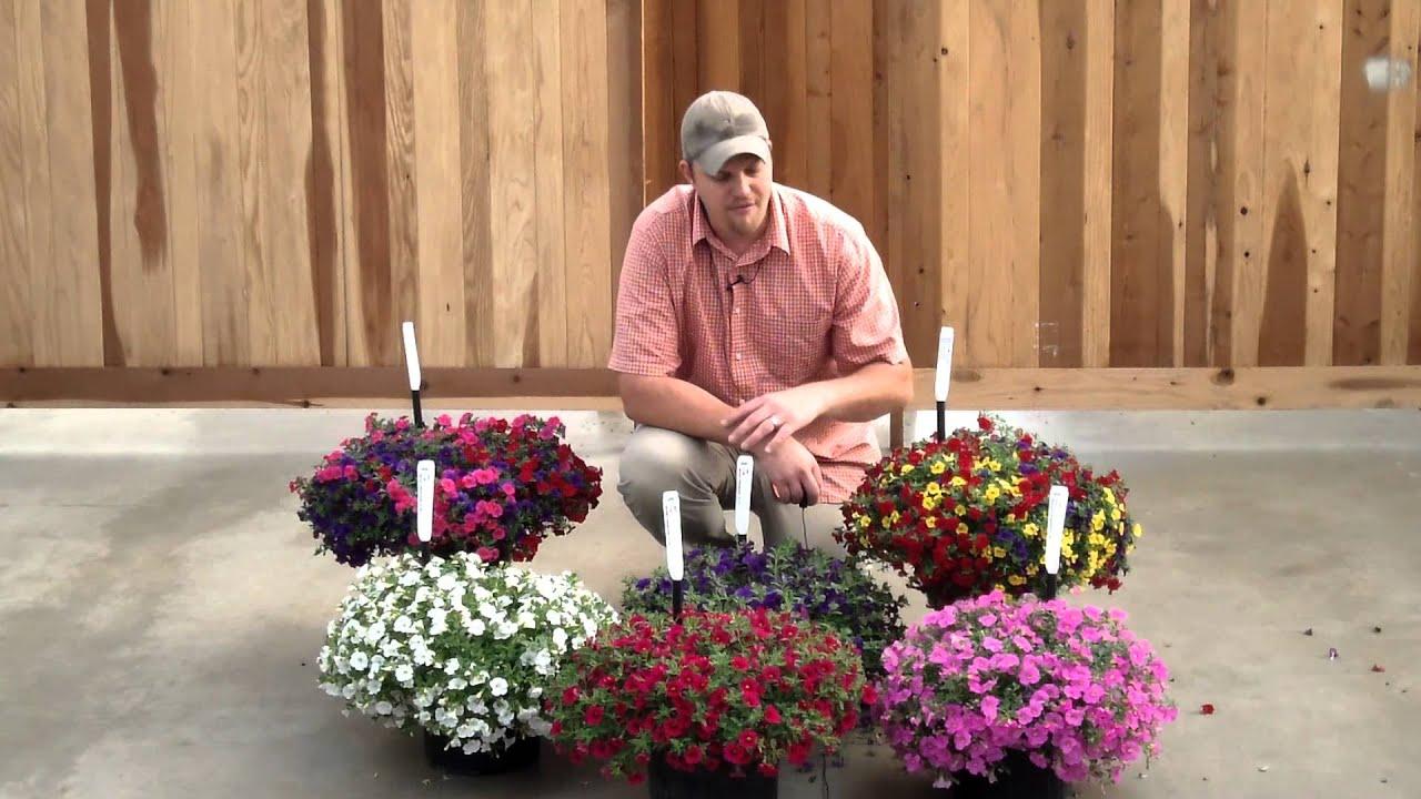 Combo, Calibrachoa 'cabaret Red, White, Blue' - View 12 from www redcrocus com