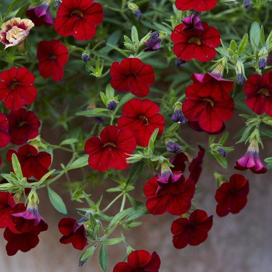 Combo, Calibrachoa 'cabaret Red, White, Blue' - View 1 from www redcrocus com