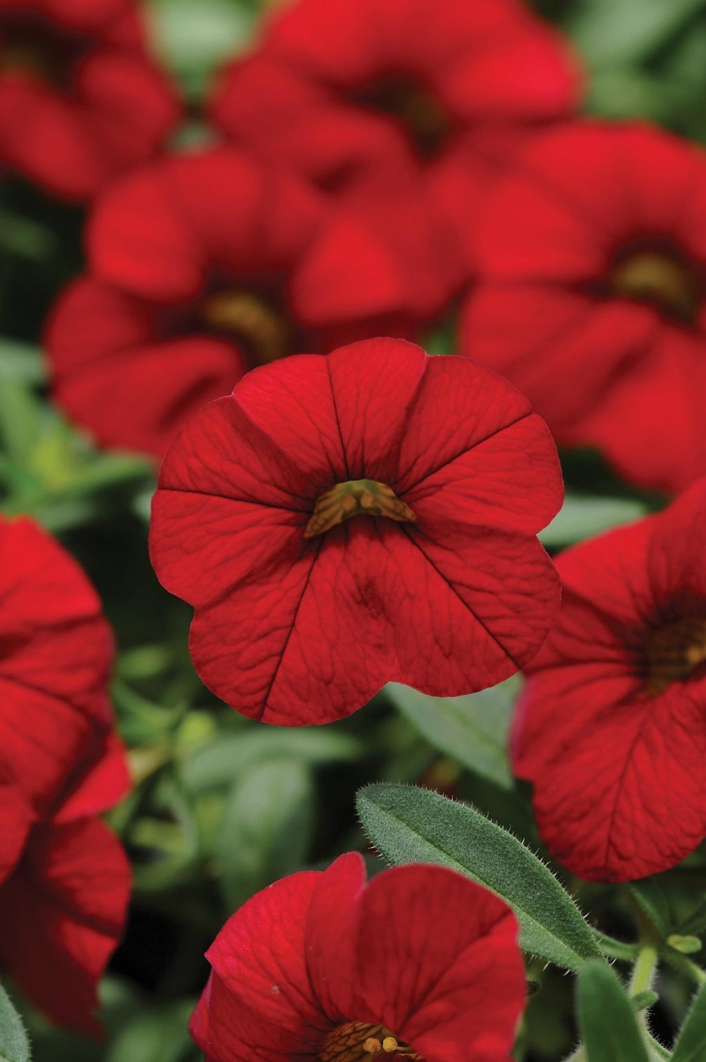 Combo, Calibrachoa 'cabaret Red, White, Blue' - View 6 from www redcrocus com