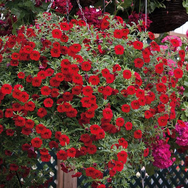 Combo, Calibrachoa 'cabaret Red, White, Blue' - View 8 from www redcrocus com