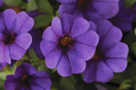 Combo Calibrachoa Cabaret Deep Blue Hot Pink Deep Yellow - View 1 from www redcrocus com