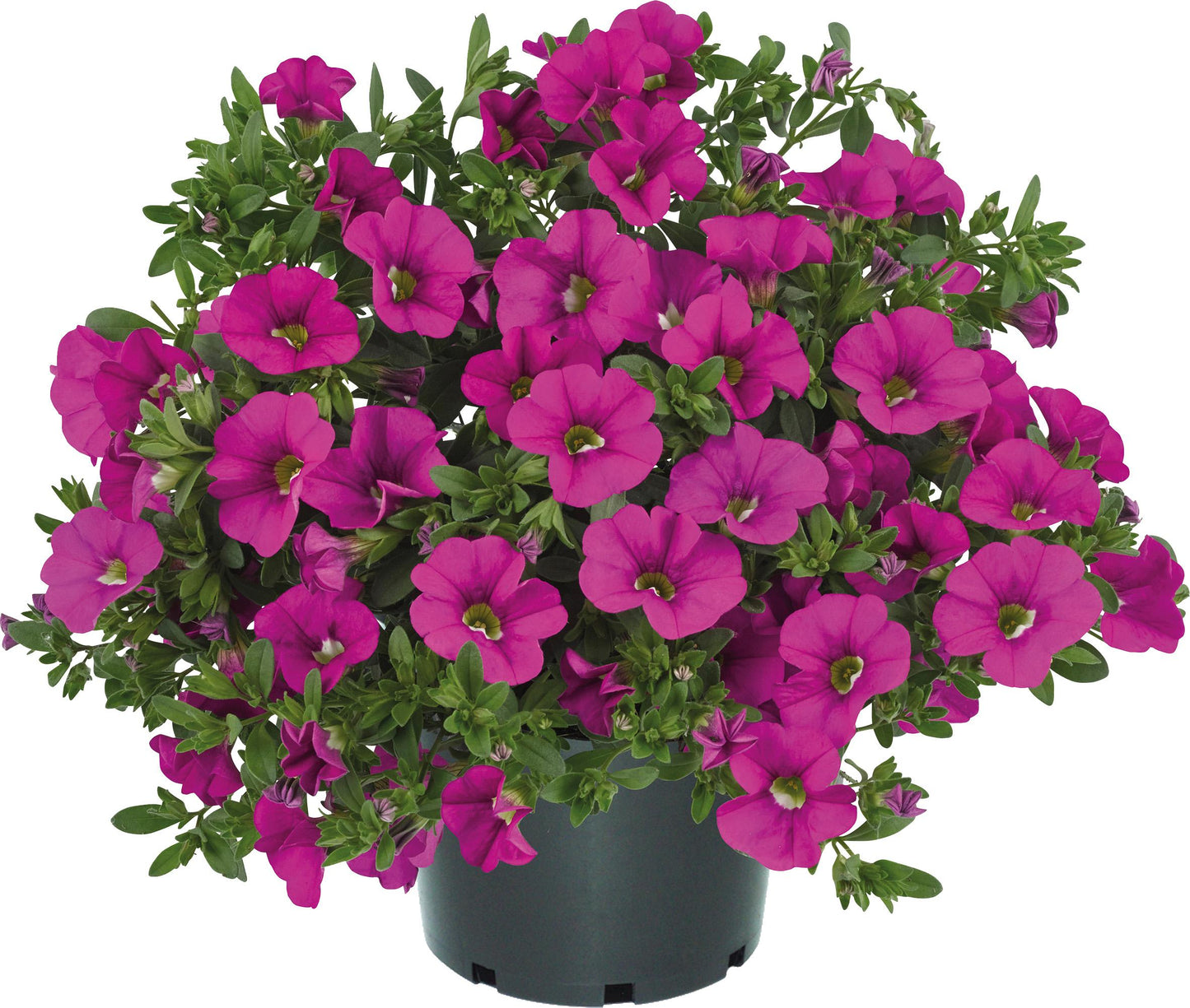 Combo Calibrachoa Cabaret Deep Blue Hot Pink Deep Yellow - View 5 from www redcrocus com