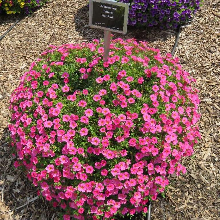 Combo Calibrachoa Cabaret Deep Blue Hot Pink Deep Yellow - View 7 from www redcrocus com