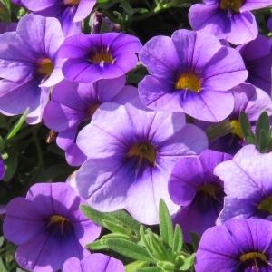 Combo Calibrachoa Cabaret Purple Lavender White - View 10 from www redcrocus com