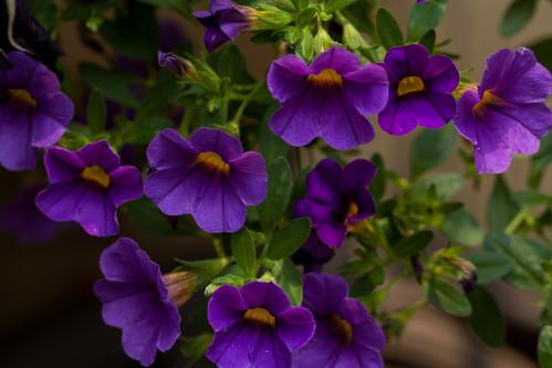 Combo Calibrachoa Cabaret Purple Lavender White - View 14 from www redcrocus com