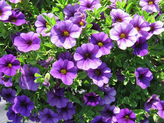 Combo Calibrachoa Cabaret Purple Lavender White - View 1 from www redcrocus com