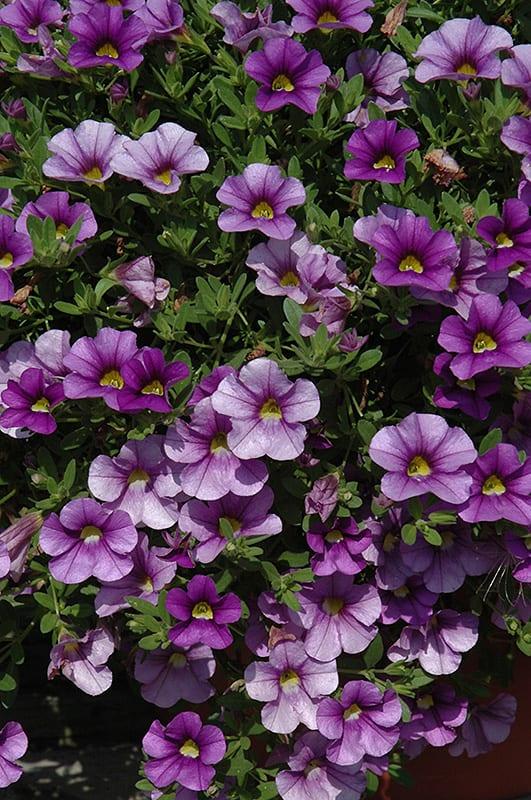 Combo Calibrachoa Cabaret Purple Lavender White - View 3 from www redcrocus com