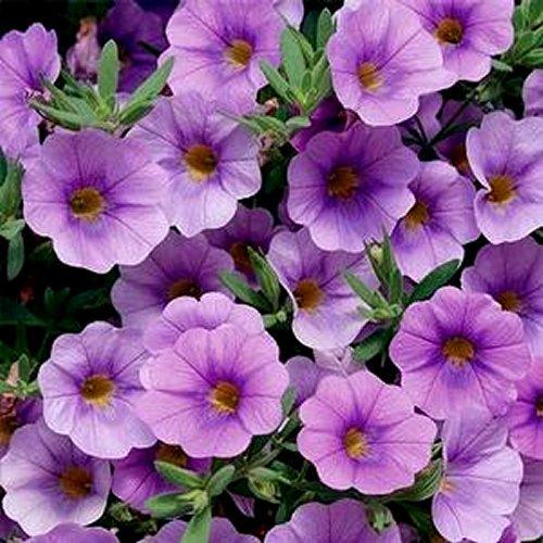 Combo Calibrachoa Cabaret Purple Lavender White - View 4 from www redcrocus com