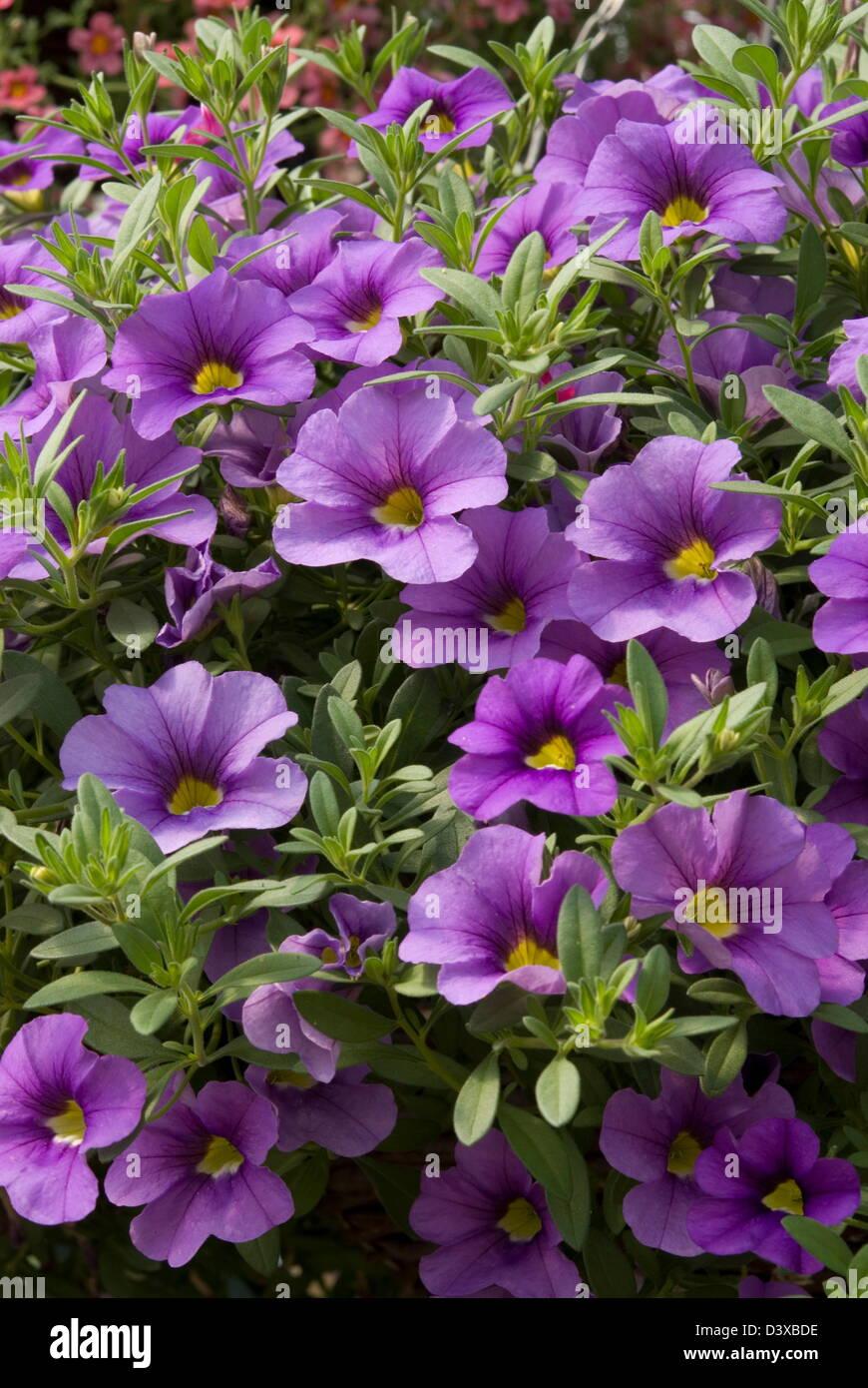 Combo Calibrachoa Cabaret Purple Lavender White - View 8 from www redcrocus com