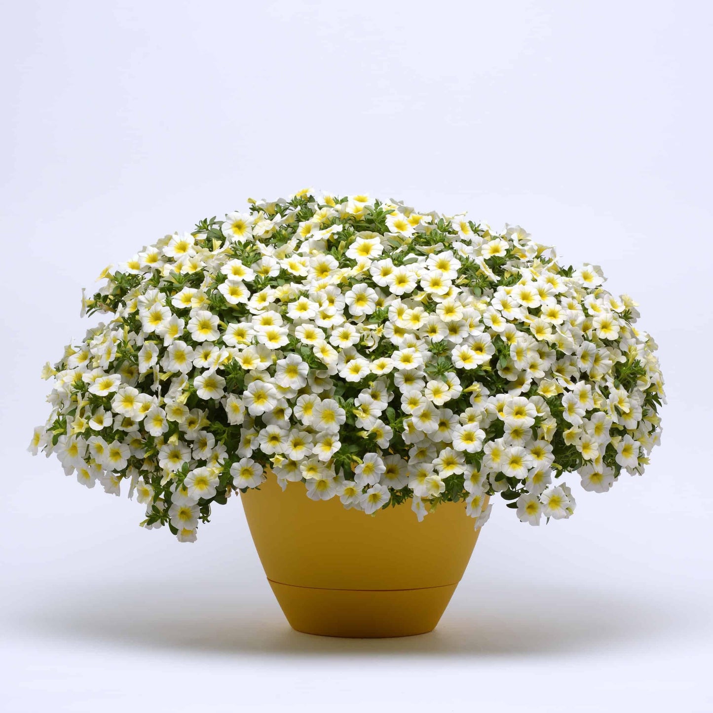 Combo Calibrachoa Minifamous Neo Mix - View 13 from www redcrocus com