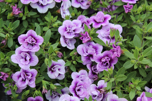 Combo Calibrachoa Minifamous Neo Mix - View 1 from www redcrocus com