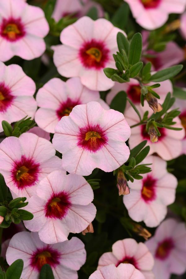 Combo Calibrachoa Minifamous Neo Mix - View 2 from www redcrocus com
