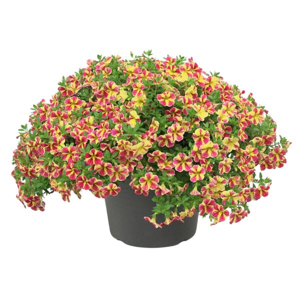 Combo Calibrachoa Minifamous Neo Mix - View 7 from www redcrocus com