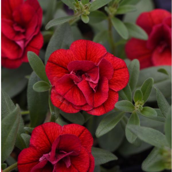 Combo Calibrachoa Minifamous Neo Mix - View 8 from www redcrocus com