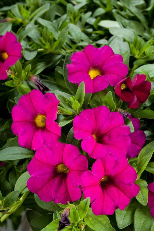 Combo Petchoa Supercal Violet And Light Yellow - View 1 from www redcrocus com