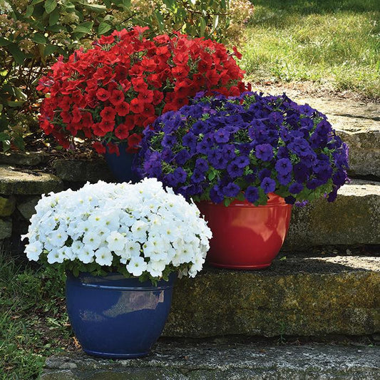 Combo Petunia Sky Blue Red White - View 10 from www redcrocus com